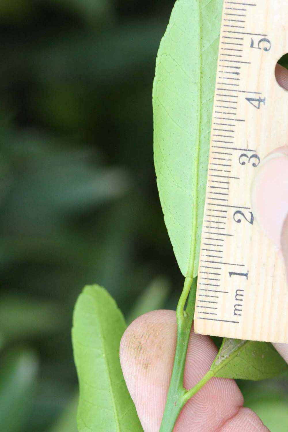              Petiole (Riverside, CA)       